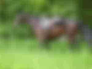 Brauner Missouri Foxtrotter gesattelt im Grünen