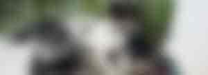 Jack Russel Terrier im Sattel auf dem Rücken eines weißen Missouri Foxtrotters