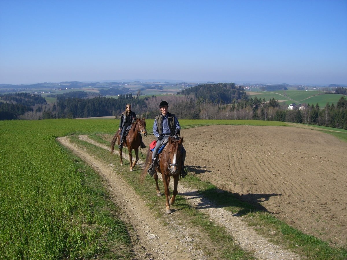 Zwei Missouri Foxtrotter mit Reitern auf Feldern