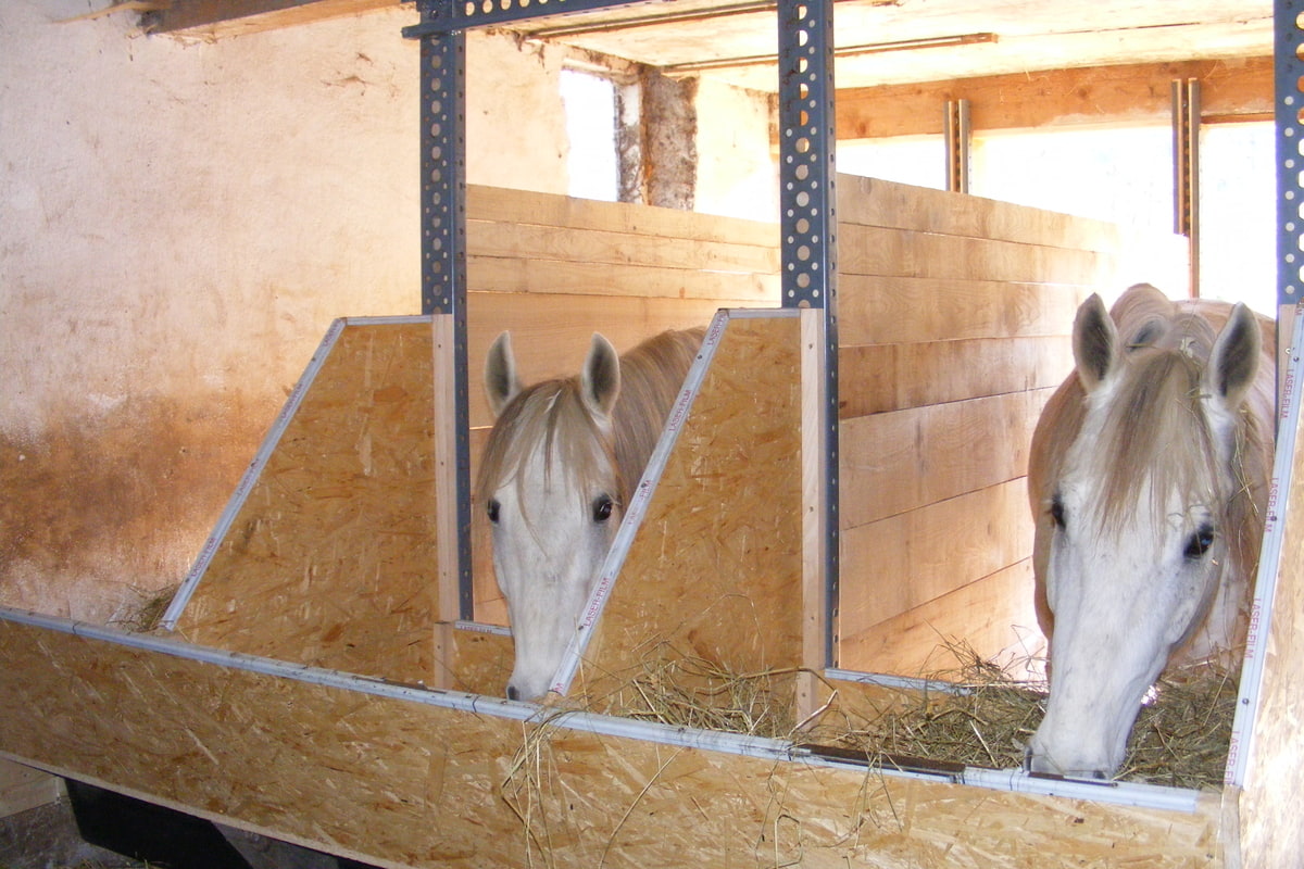 Zwei weiße Missouri Foxtrotter essen in den Boxen