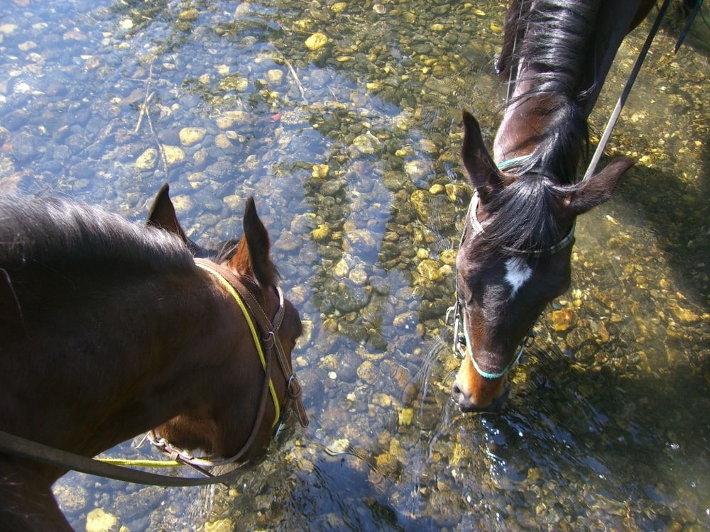 Zwei Missouri Foxtrotter trinken aus einem Bach